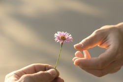 Hand gives a wild flower with love. romance, feelings