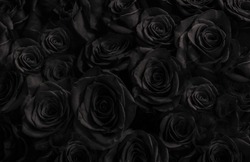  Dark roses background. greeting card with a luxury roses