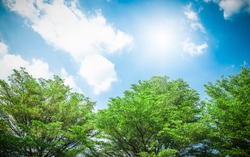 Green trees and blue sky
