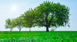 Panoramic view of trees in a field. Generation growth legacy family concept