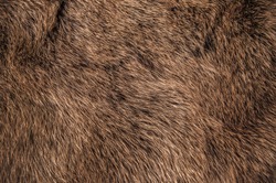 Red Brown Grey Wolf, Fox, Bear Fur Natural, Animal Wildlife Concept and Style for Background, textures and wallpaper. / Close up Full Frame.