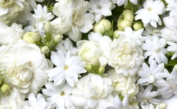 White jasmine flowers fresh flowers natural backgrounds.