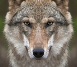A look straight into your soul of a severe wolf female. Menacing expression of the young, two year old, european wolf, very beautiful animal and extremely dangerous beast. 