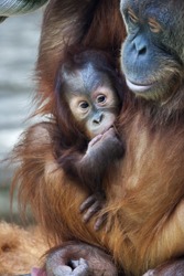 An orangutan baby under mother protection. Careless childhood of the great ape kid in captive. The monkey family with shaggy orange fur and human like expression.