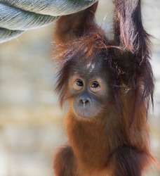 Stare of an orangutan baby, looking into the camera. A little great ape is going to be an alpha male. Human like monkey kid in shaggy red fur.