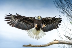 American Bald Eagle landing on a branch