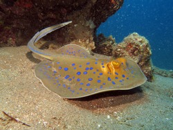 Beautiful blue spotted stingray on sand