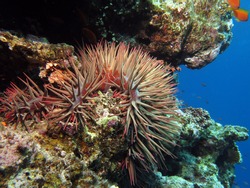 Crown of thorns starfish (Acanthaster plancii) in the Blue Hole, Dahab