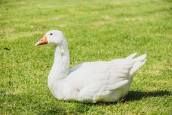 White goose bird on green field