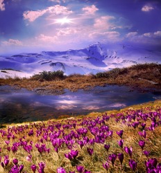 Spring snow melt and in the Carpathian valleys grow beautiful alpine flowers, crocus, crocuses, they are also Geyfelya, they also primroses