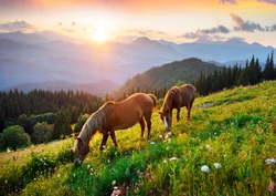 Wild horses like mustangs graze on clean alpine meadows. Blooming meadows against the backdrop of beautiful forest peaks, the sun is setting, a warm summer evening
