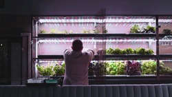 A man is planting lettuce sprouts in a vertical greenhouse. A farmer sets up a vertical hydroponic farm. Growing organic, non-GMO products at home. Vegetable laboratory. Technologies in agribusiness.