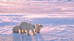 Polar bear with cubs in Canadian Arctic