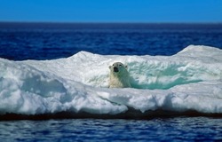 Polar bear in ice floe,Wager Bay,Canadian Arctic