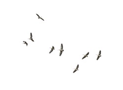 Flock of Bird flying isolated over white background Spot-billed pelican or grey pelican (Pelecanus philippensis) 