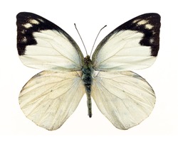 White wings butterfly with black marginal markings on white background isolated

