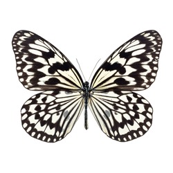 White butterfly with black stripes on wing isolated on a white background 