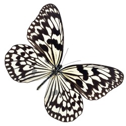 Black butterfly have Geometric shapes on a wing  isolated on white background