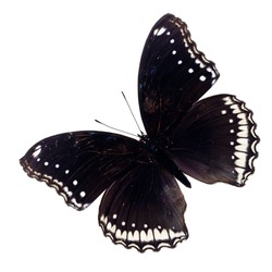 A deep black butterfly with brilliant blue spots on its wings and body and an orange on white background isolated
