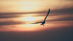 Vintage toned silhouette gull on sunset background