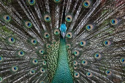 Center Pose of Javaneese Peacock