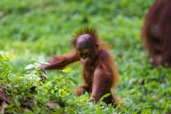 Baby Sumatra Orangutan Exploring The World