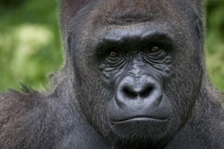 Calm and peace on western lowland gorilla's face