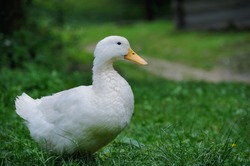 A white duck on the green grass field