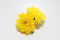 flower head of chrysanthemum in a white background