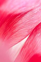 Macro Abstract of Rose Petals