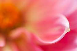 Dahlia Detail .  Extreme macro and selective focus of dahlia petal . 