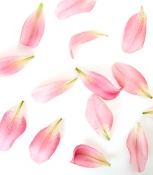 petals pink lilies