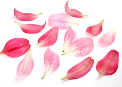 Petals of pink lilies