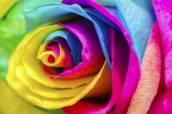 Poetic Colorful Rose