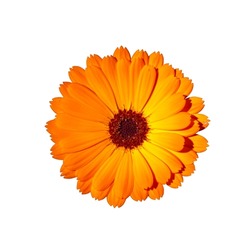 Isolated on white Calendula Officinalis Flower, also known as pot marigold, common marigold, ruddles, Mary's gold or Scotch marigold