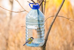 Big plastic bottle used as feeder for birds in winter. A yellow black and white Great Tit with a seed in the beak is perched on the aperture