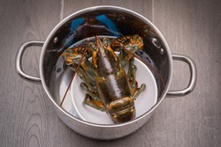 A cooked lobster in the kitchen.