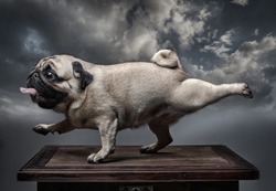 A dog pug stretches its front right and back left feet with its mouth open and tongue out. Background - grey clouds. 