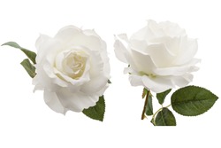 white rose isolated on white background 