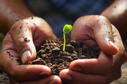 Seedlings in the hands of agriculture