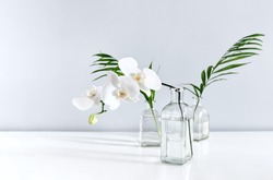 White orchid flower and palm leaves in vases on table top, front view composition with a space for a text