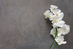 White orchid flower on a gray textured background, space for a text, flat lay, view from above