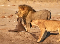 Lion with a kudu kill and a lioness standing next to him