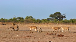 Lion with a kudu kill and a lionesses behind him