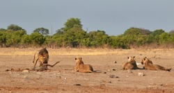 Lion with a kudu kill and a lionesses behind him
