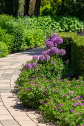 Colorful summer garden design with purple and blue blooiming plants like alium flowers and garden pathway