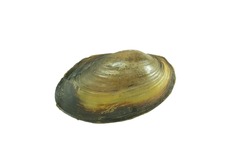 freshwater clam isolated on white background