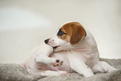 Puppy Jack russell  with scratching himself and bite fleas.