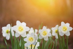 White daffodils in sunset light. Instagram filter.