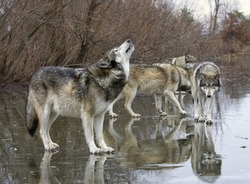 Wolf Howling with Pack mates